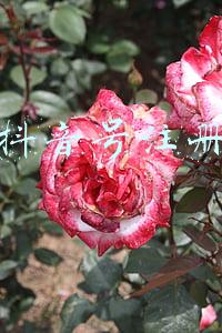 抖音号注册必须要手机号码吗(抖音盒子你了解吗？可能你还不知道当中规则)