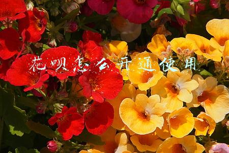 花呗怎么开通使用