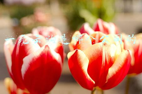 一元云购是哪个公司的