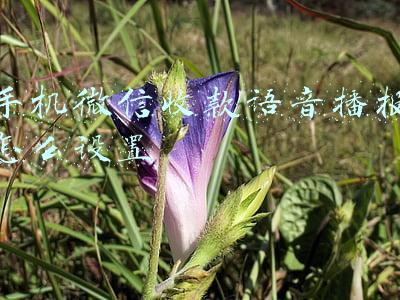 手机微信收款语音播报怎么设置
