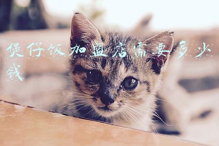 现在开一家煲仔饭加盟店还挣钱吗？-煲仔饭加盟不要加盟费