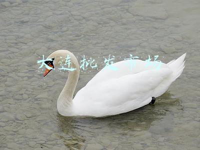 大连批发市场在哪(大连市批发市场一览表)