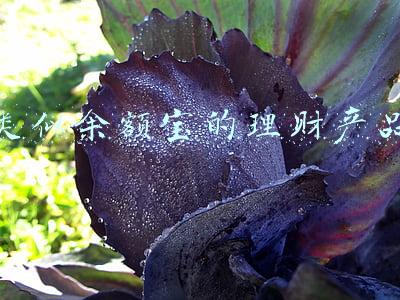 类似余额宝的理财产品
