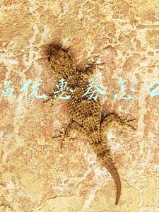 天猫优惠券怎么用