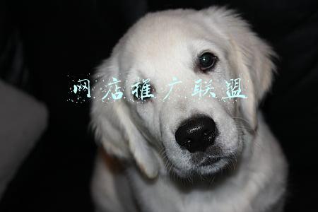 网店推广联盟