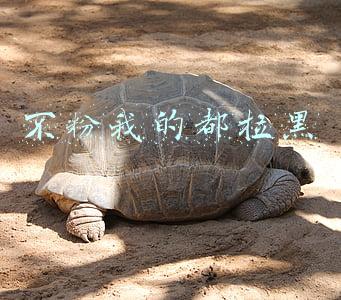 不粉我的都拉黑