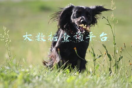 大数据查询平台