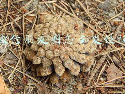 微信朋友圈怎么发链接