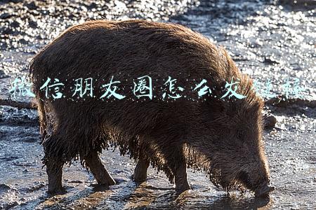 微信朋友圈怎么发链接加文字(采用大众话语方式写诗)