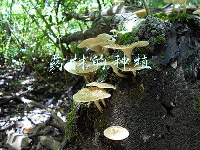 药材的种植
