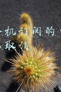 苹果手机订阅的自动续费怎么取消