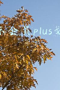 京东会员plus划算吗贴吧(花钱买个购物VIP，省钱还是智商税？)