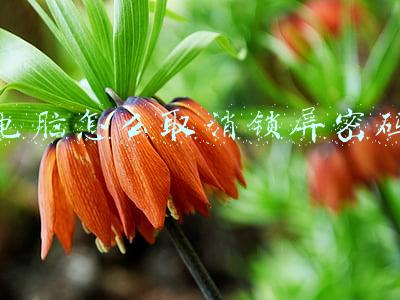 电脑怎么取消锁屏密码