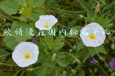 欧诗漫在国内排名第几