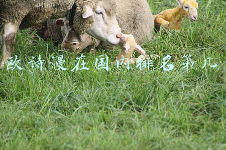 欧诗漫在国内排名第几