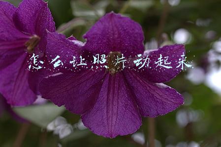 怎么让照片动起来