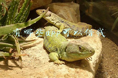 有哪些app可以借钱不用还的(真有“不用还”的贷款？揭秘借贷“花式陷阱”里的套路)