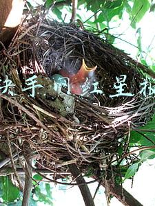 快手网红星报