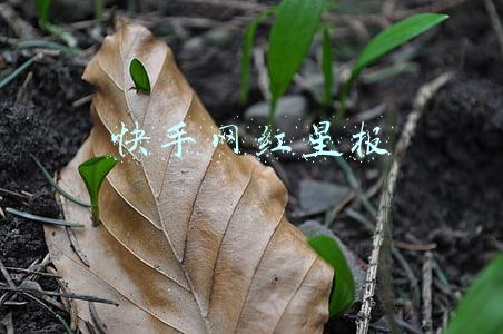 快手网红星报