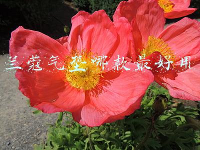 兰蔻气垫哪款最好用