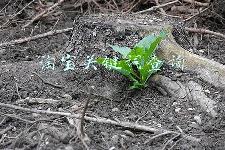 淘宝关键词查询