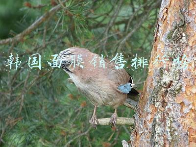 韩国面膜销售排行榜