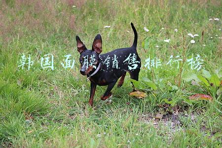 韩国面膜销售排行榜
