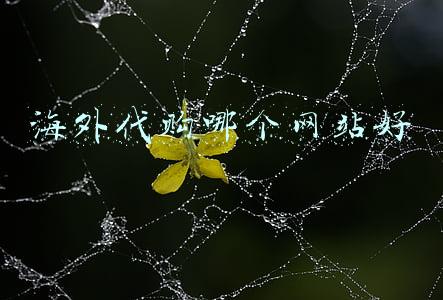 海外代购哪个网站好