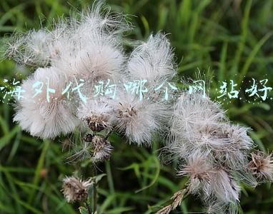 海外代购哪个网站好