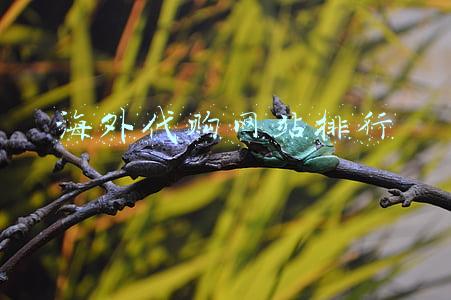 海外代购网站排行