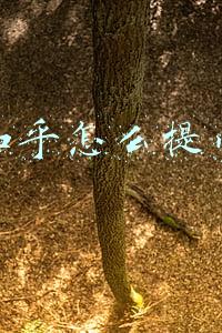 知乎怎么提问