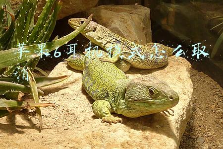 苹果6耳机模式怎么取消,语音已改为自动(送你个使用锦囊，防止蓝牙耳机被“策反”)