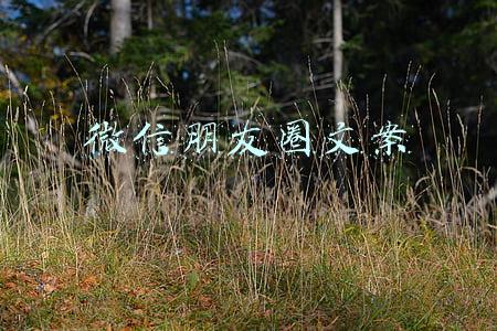 微信朋友圈文案