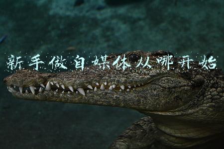 新手做自媒体从哪开始