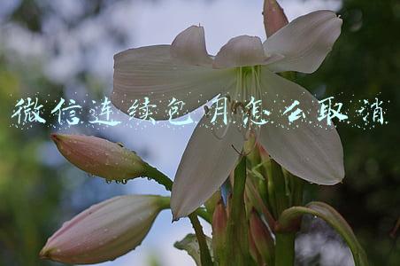 微信连续包月怎么取消