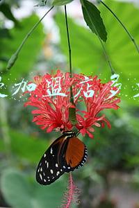 动漫店怎么加盟？动漫店加盟有什么要求_动漫实体店加盟