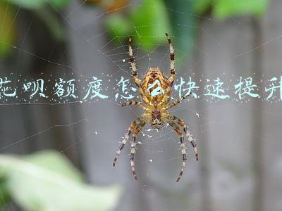 花呗额度怎么快速提升