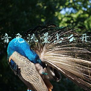 抖音免流量怎么开通