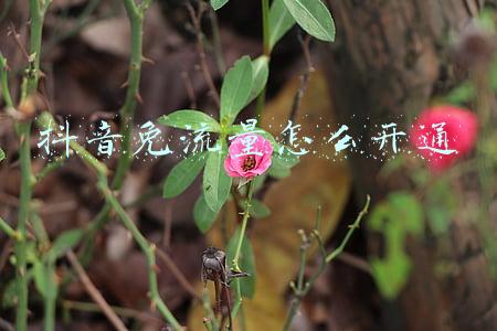 抖音免流量怎么开通 抖音免流量怎么开通