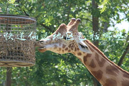 圆通快递偏远地区包括哪些(记好各快递公司春节放假时间 别耽误买年货)