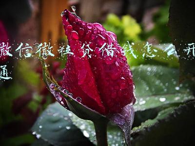 微信微粒贷借钱怎么开通 微信微粒贷借钱怎么开通