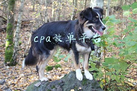 cpa放单平台