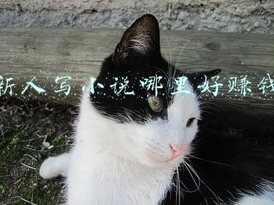 新人写小说哪里好赚钱