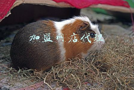 加盟网店代理