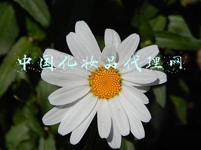 化妆品代理厂商(化妆品代理哪家好？小资生活人气高生意好)