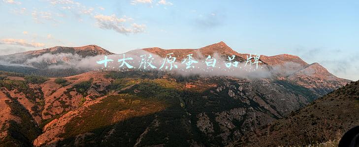 十大胶原蛋白品牌