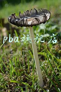 pba旗舰店 pba旗舰店