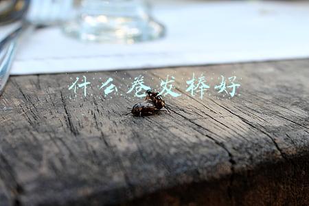 什么卷发棒好