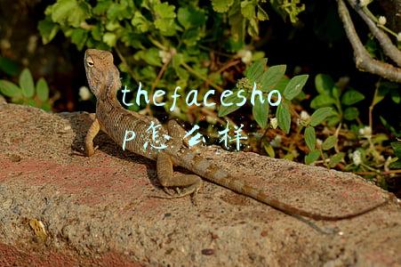 thefaceshop怎么样