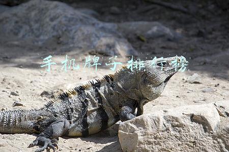 手机牌子排行榜